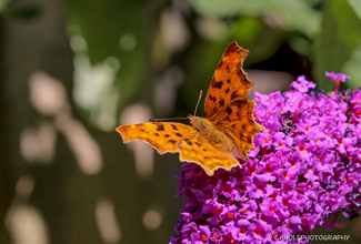 COMMA (Polygonia c-album)